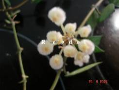 Хойя.