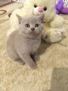Британская кошка.
