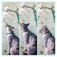 Бенгальская кошка.