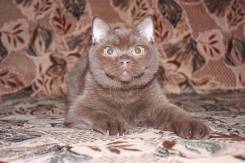 Британская кошка.