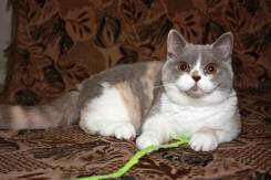 Британская кошка.