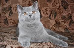 Британская кошка.