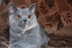 Британская кошка.