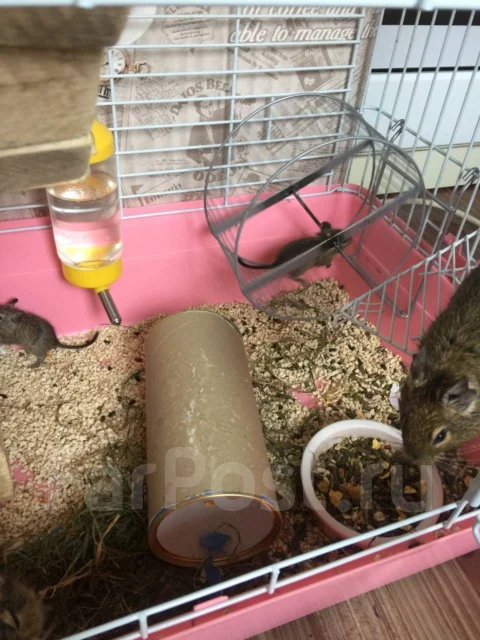����. ����