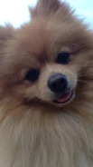 ����������� ����. ����
