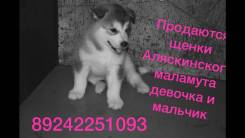 Аляскинский маламут.
