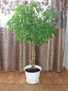 Фикус Бенджамина.