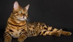 Бенгальская кошка.
