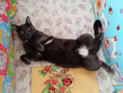 Русская голубая кошка.