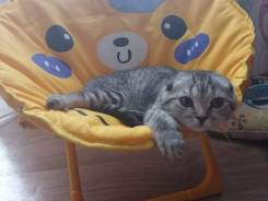 Шотландская вислоухая кошка.