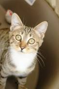 Самый милый котенок