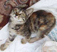 Котенок в добрые руки