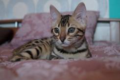 Бенгальская кошка.