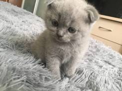 Шотландская вислоухая кошка.