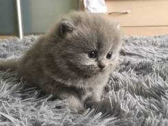 Шотландская длинношёрстая девочка