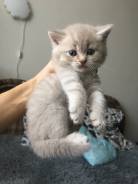 Шотландская кошка.