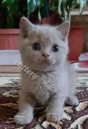 Британская короткошерстная кошка.