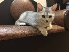 Шотландская прямоухая кошка. Под заказ