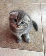 Шотландская кошка.