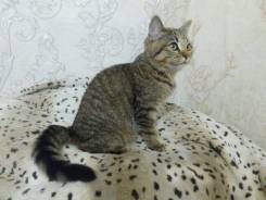 Шотландская прямоухая кошка.