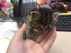 Отдам Котика в Хорошие руки