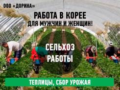 Работа в Корее. Теплицы, Поля! Сады! Билеты на паром! Все даты!