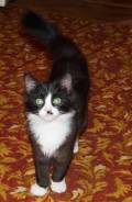 Котенок