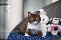 Британская кошка.