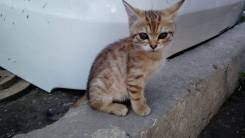 Кошки.
