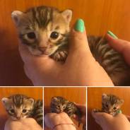 Бенгальская кошка.