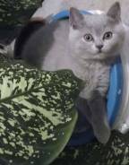 Шотландская кошка.