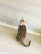 Бенгальская кошка.