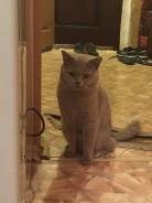 Кот