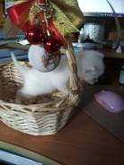 Продам котенка