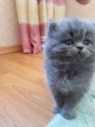 Персидская кошка.