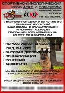 Дрессировка собак