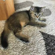 Шотландская кошка. Под заказ