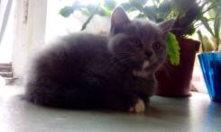 Британская короткошерстная кошка.