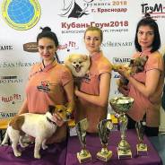 Профессиональная стрижка собак и кошек в Новороссийске. Баловень.