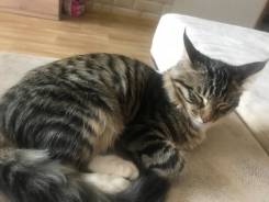Отдам кота