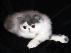 Персидская кошка.
