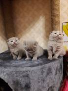 Шотландская вислоухая кошка.