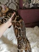 Бенгальская кошка.