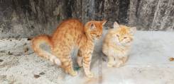 Котята
