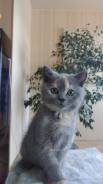 Шотландская кошка. Под заказ