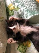 Котенок