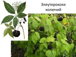Элеутерококк колючий (сибирский женьшень)