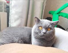 Шотландская прямоухая короткошерстная кошка.