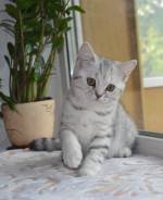 Британская кошка.