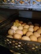 Куры. Под заказ